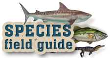 umenu icon species guide